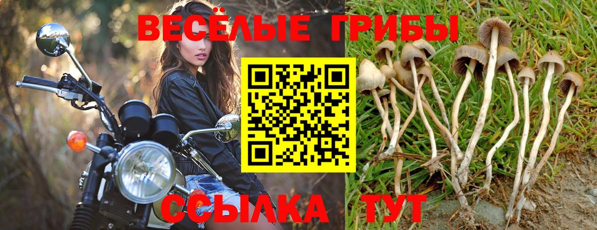 Псилоцибиновые грибы Psilocybe Барабинск